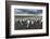 King Penguin Colony on the Falkland Islands, South Atlantic-Martin Zwick-Framed Premium Photographic Print