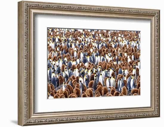 King penguin colony, South Georgia Island-Nick Garbutt-Framed Photographic Print