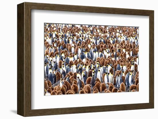 King penguin colony, South Georgia Island-Nick Garbutt-Framed Photographic Print