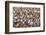 King penguin colony, South Georgia Island-Nick Garbutt-Framed Photographic Print