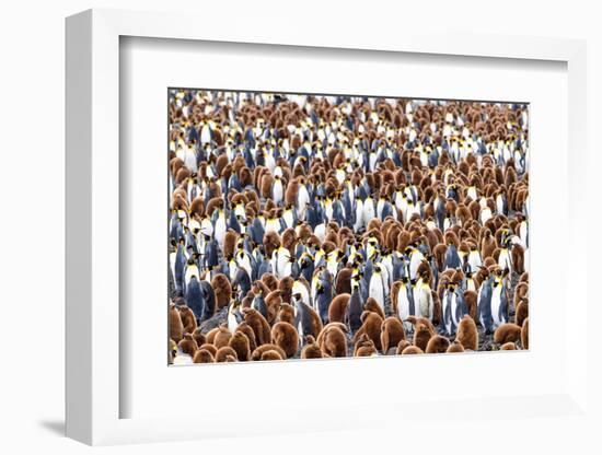 King penguin colony, South Georgia Island-Nick Garbutt-Framed Photographic Print