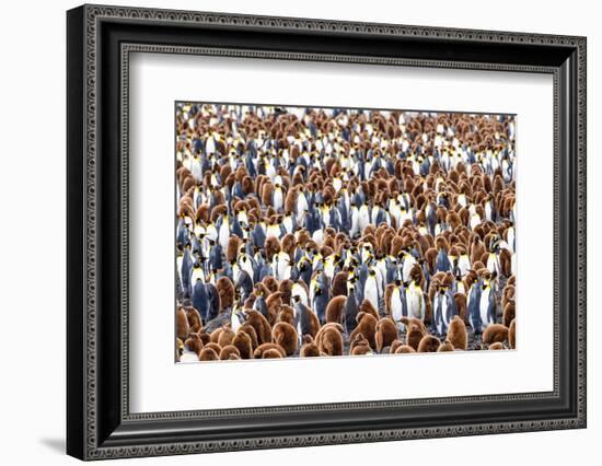 King penguin colony, South Georgia Island-Nick Garbutt-Framed Photographic Print