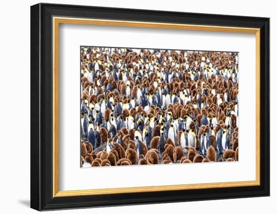 King penguin colony, South Georgia Island-Nick Garbutt-Framed Photographic Print