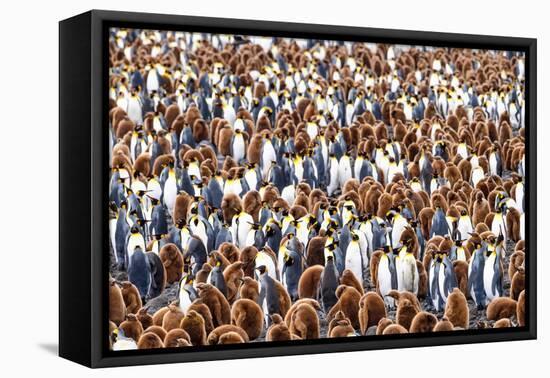 King penguin colony, South Georgia Island-Nick Garbutt-Framed Premier Image Canvas