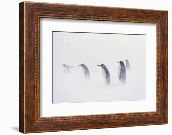 King Penguin Colony, St. Andrews Bay, Island of South Georgia-Martin Zwick-Framed Photographic Print