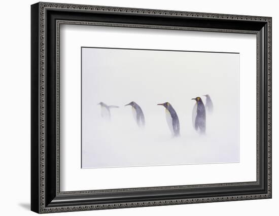 King Penguin Colony, St. Andrews Bay, Island of South Georgia-Martin Zwick-Framed Photographic Print