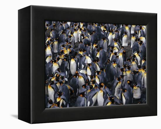 King Penguin Colony-John Conrad-Framed Premier Image Canvas