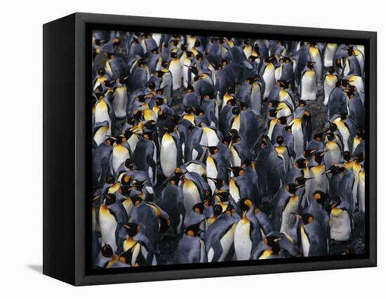 King Penguin Colony-John Conrad-Framed Premier Image Canvas