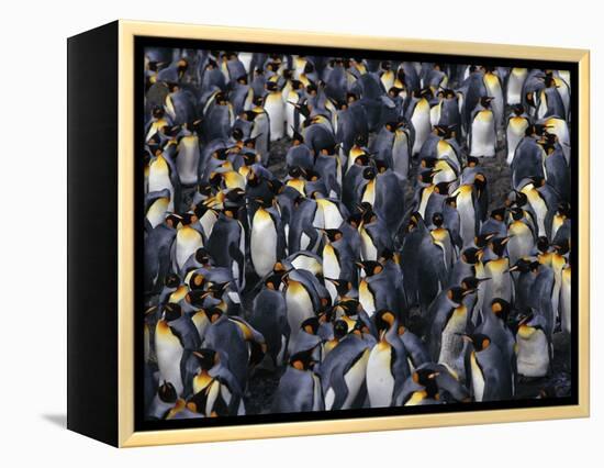 King Penguin Colony-John Conrad-Framed Premier Image Canvas