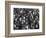 King Penguin Colony-John Conrad-Framed Photographic Print