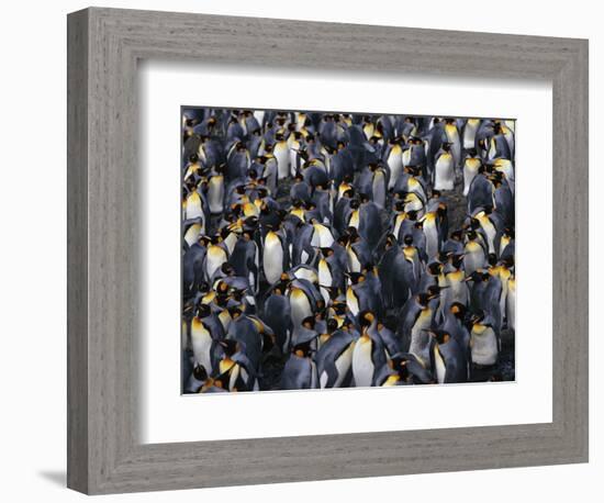 King Penguin Colony-John Conrad-Framed Photographic Print