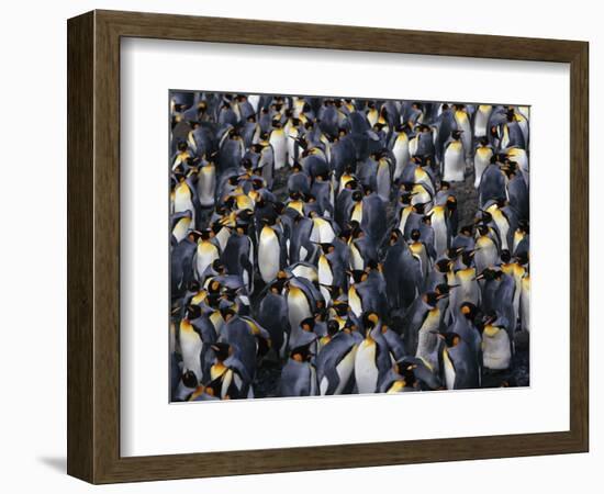 King Penguin Colony-John Conrad-Framed Photographic Print