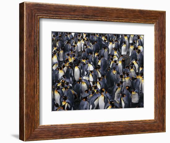 King Penguin Colony-John Conrad-Framed Photographic Print