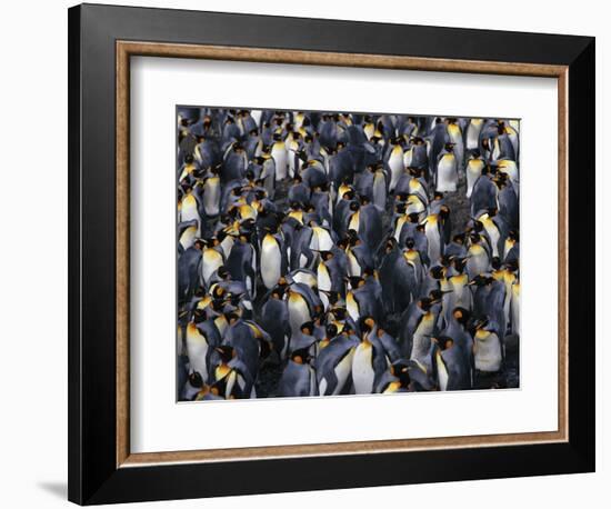 King Penguin Colony-John Conrad-Framed Photographic Print