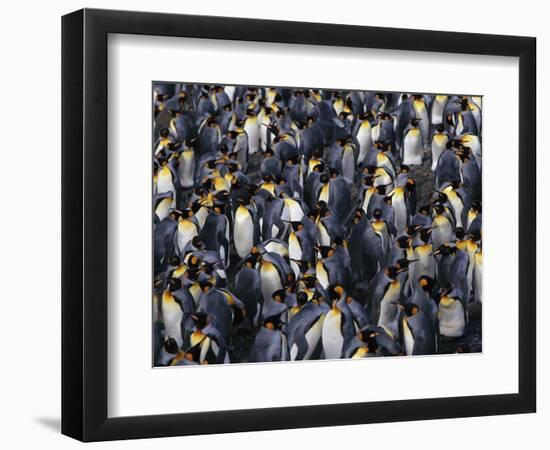 King Penguin Colony-John Conrad-Framed Photographic Print