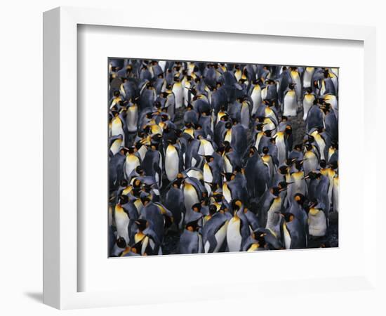 King Penguin Colony-John Conrad-Framed Photographic Print