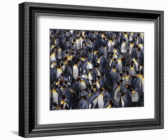 King Penguin Colony-John Conrad-Framed Photographic Print