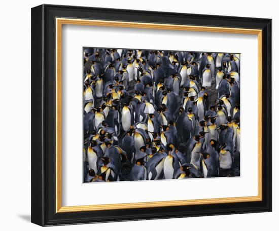 King Penguin Colony-John Conrad-Framed Photographic Print