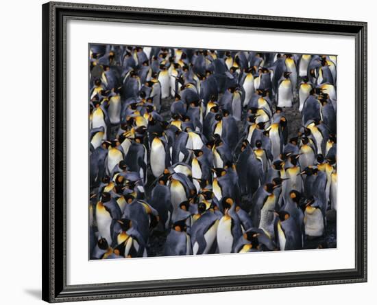 King Penguin Colony-John Conrad-Framed Photographic Print