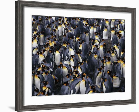 King Penguin Colony-John Conrad-Framed Photographic Print