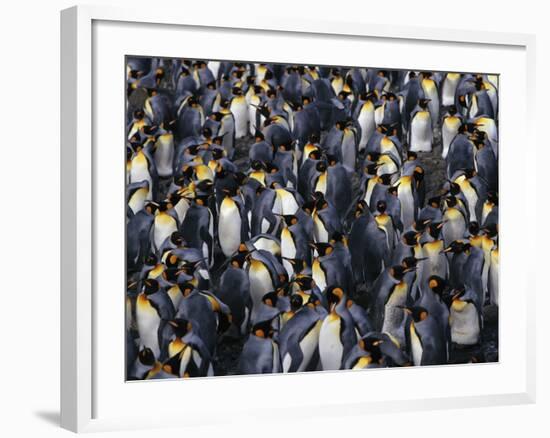 King Penguin Colony-John Conrad-Framed Photographic Print