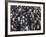 King Penguin Colony-John Conrad-Framed Photographic Print