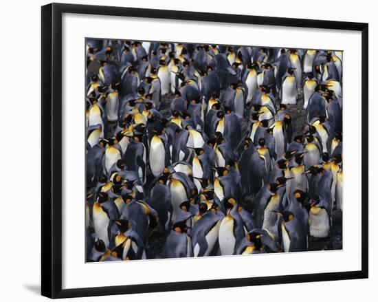 King Penguin Colony-John Conrad-Framed Photographic Print