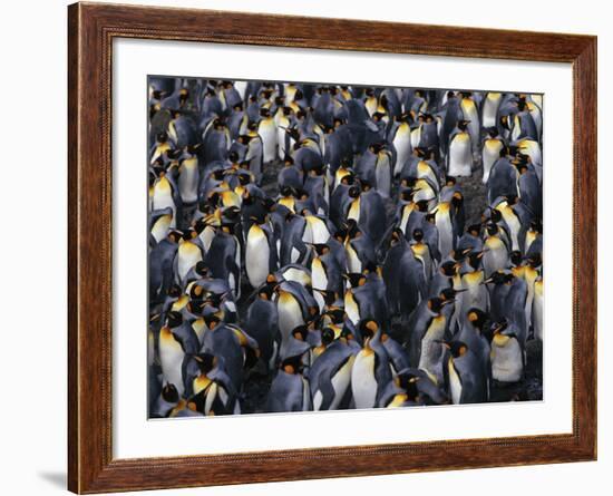 King Penguin Colony-John Conrad-Framed Photographic Print