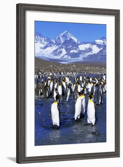 King Penguin Colony-Paul Souders-Framed Photographic Print