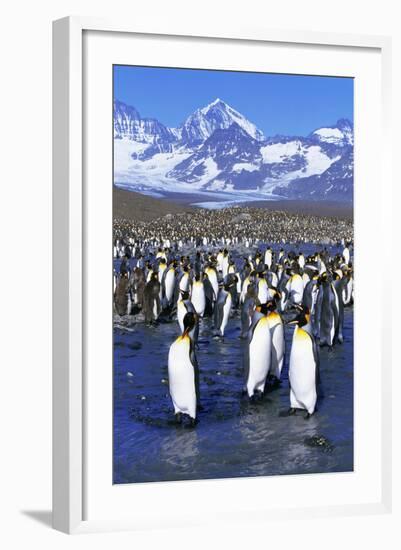 King Penguin Colony-Paul Souders-Framed Photographic Print