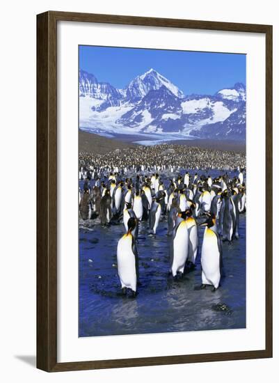 King Penguin Colony-Paul Souders-Framed Photographic Print