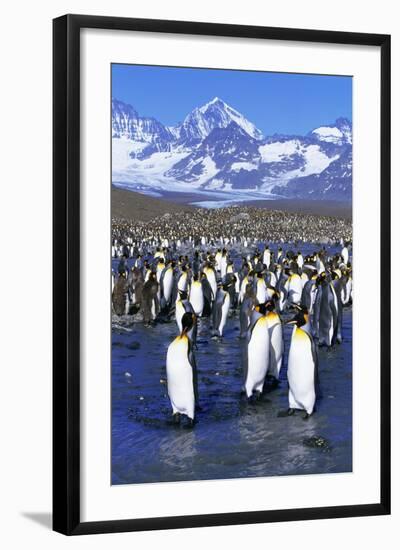 King Penguin Colony-Paul Souders-Framed Photographic Print