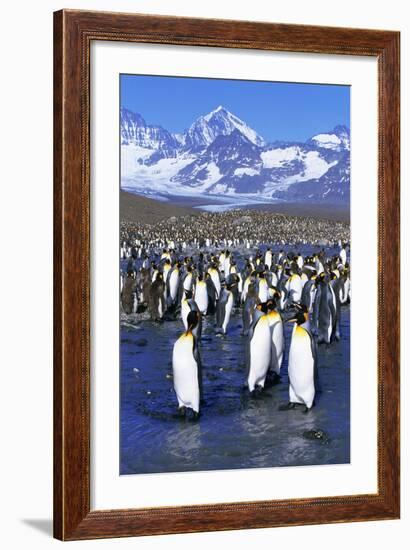 King Penguin Colony-Paul Souders-Framed Photographic Print