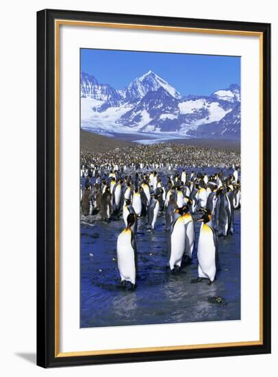 King Penguin Colony-Paul Souders-Framed Photographic Print