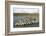 King Penguin Colony-Joe McDonald-Framed Photographic Print