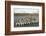 King Penguin Colony-Joe McDonald-Framed Photographic Print