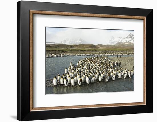 King Penguin Colony-Joe McDonald-Framed Photographic Print