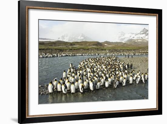 King Penguin Colony-Joe McDonald-Framed Photographic Print