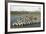 King Penguin Colony-Joe McDonald-Framed Photographic Print