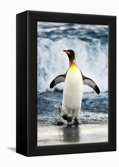 King Penguin Coming Out of the Ocean-Howard Ruby-Framed Premier Image Canvas