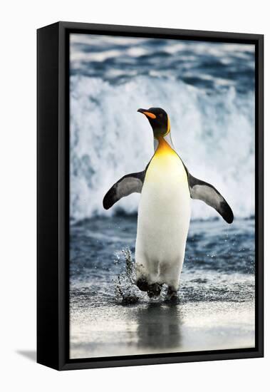 King Penguin Coming Out of the Ocean-Howard Ruby-Framed Premier Image Canvas