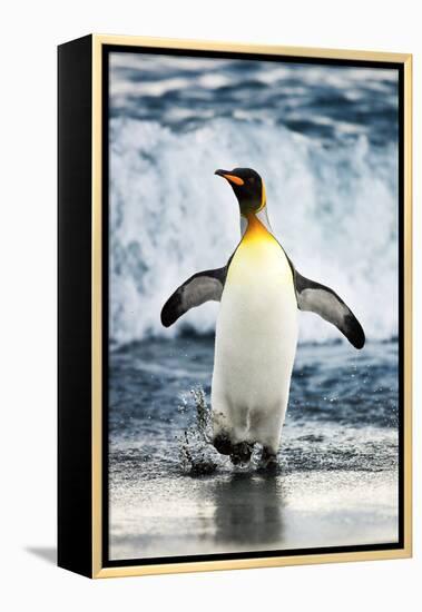 King Penguin Coming Out of the Ocean-Howard Ruby-Framed Premier Image Canvas