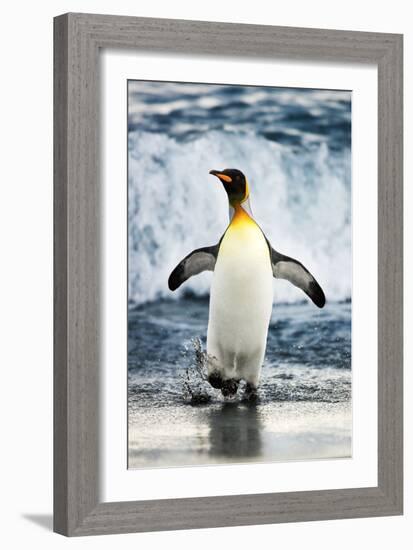 King Penguin Coming Out of the Ocean-Howard Ruby-Framed Photographic Print