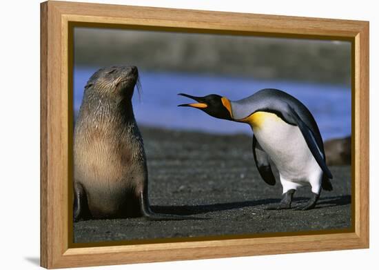 King Penguin Confronting Unconcerned Fur Seal-Paul Souders-Framed Premier Image Canvas