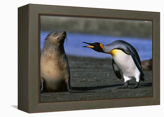 King Penguin Confronting Unconcerned Fur Seal-Paul Souders-Framed Premier Image Canvas