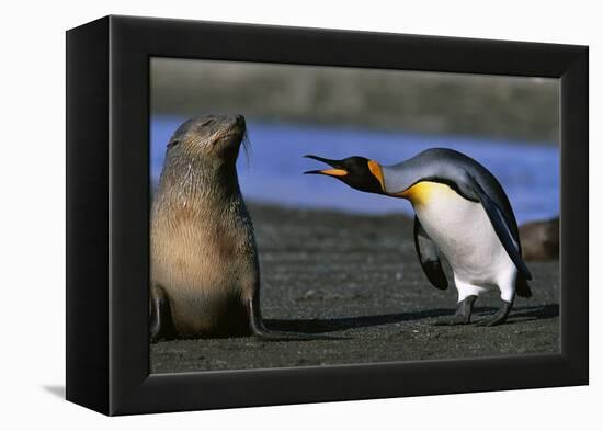 King Penguin Confronting Unconcerned Fur Seal-Paul Souders-Framed Premier Image Canvas