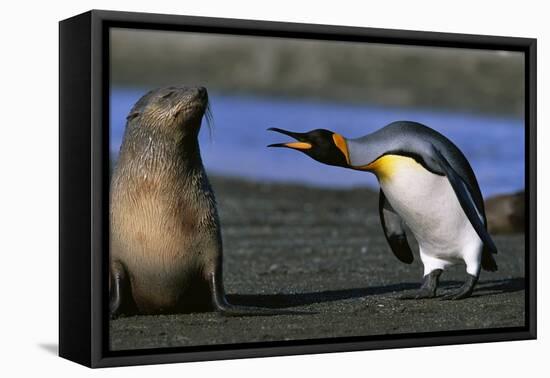 King Penguin Confronting Unconcerned Fur Seal-Paul Souders-Framed Premier Image Canvas
