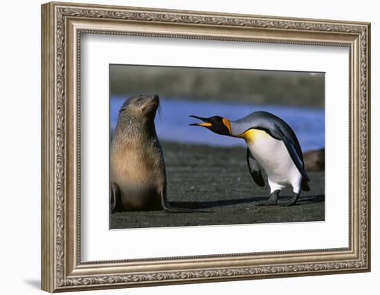 King Penguin Confronting Unconcerned Fur Seal-Paul Souders-Framed Photographic Print