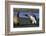 King Penguin Confronting Unconcerned Fur Seal-Paul Souders-Framed Photographic Print