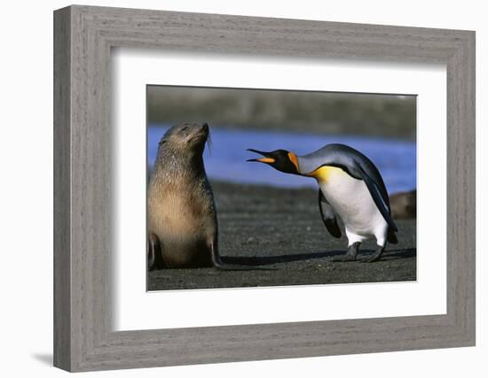 King Penguin Confronting Unconcerned Fur Seal-Paul Souders-Framed Photographic Print